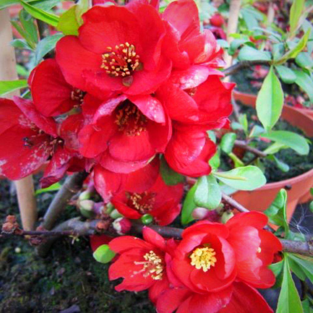 Chaenomeles x superba 'Crimson and Gold' ~ Crimson and Gold Flowering Quince - Delivered By ServeScape