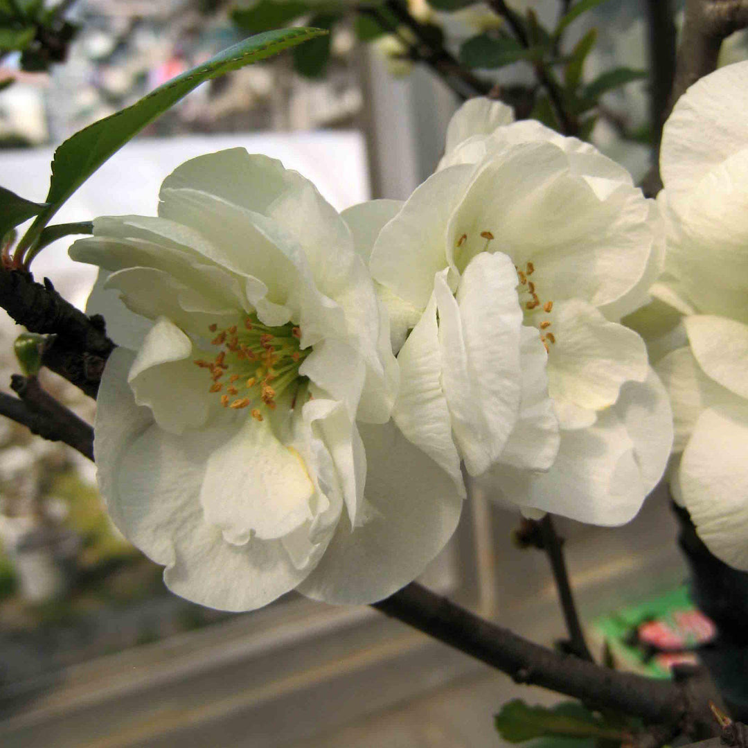 Chaenomeles x superba 'O Yashima' ~ O Yashima Flowering Quince-ServeScape