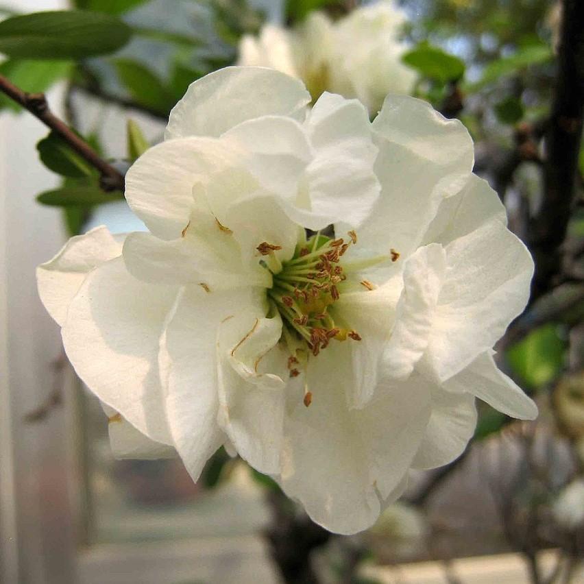 Chaenomeles x superba 'O Yashima' ~ O Yashima Flowering Quince-ServeScape
