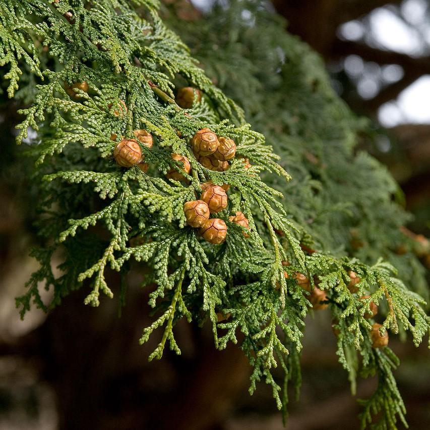 chamacyparis obtusa ~ Hinoki False Cypress-ServeScape
