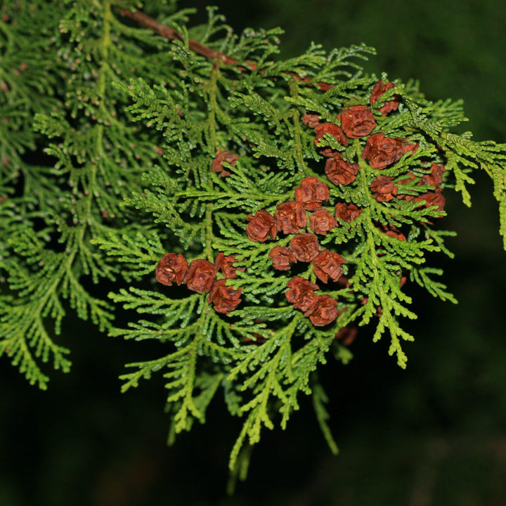 chamacyparis obtusa ~ Hinoki False Cypress-ServeScape