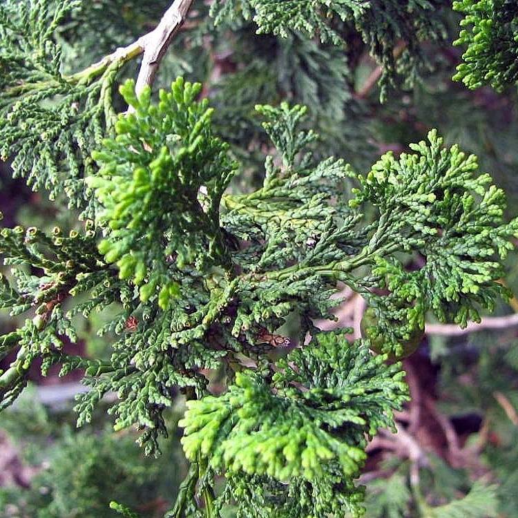 Chamaecyparis obtusa 'Compacta' ~ Compact Hinoki Cypress-ServeScape