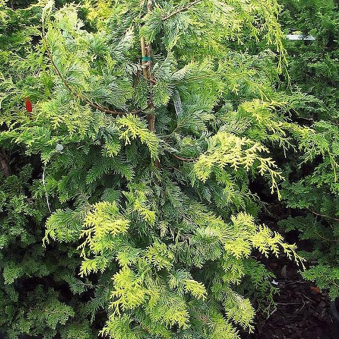 Chamaecyparis obtusa 'Crippsii' ~ Golden Hinoki False Cypress-ServeScape