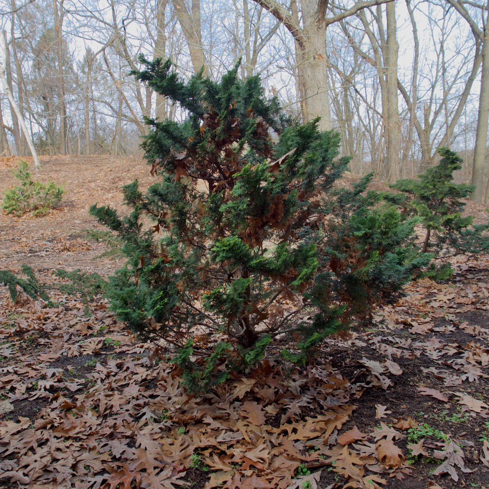 Chamaecyparis obtusa 'Gracilis' ~ Slender Hinoki False Cypress-ServeScape