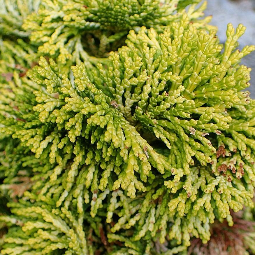 Chamaecyparis obtusa 'Nana Lutea' ~ Nana Lutea Hinoki Cypress-ServeScape