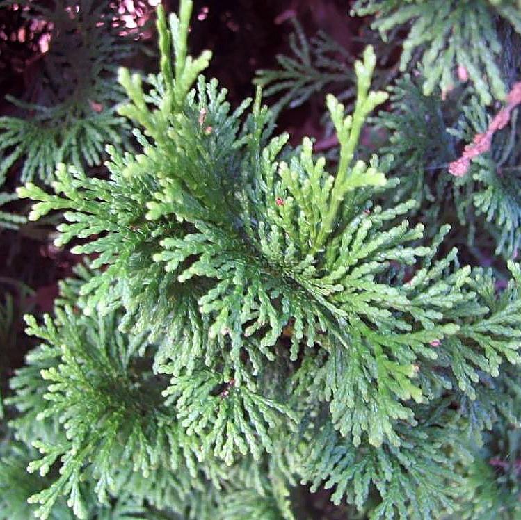Chamaecyparis obtusa 'Nana Lutea' ~ Nana Lutea Hinoki Cypress-ServeScape