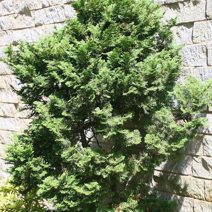 Chamaecyparis obtusa 'Templehof' ~ Templehof False Cypress - Delivered By ServeScape