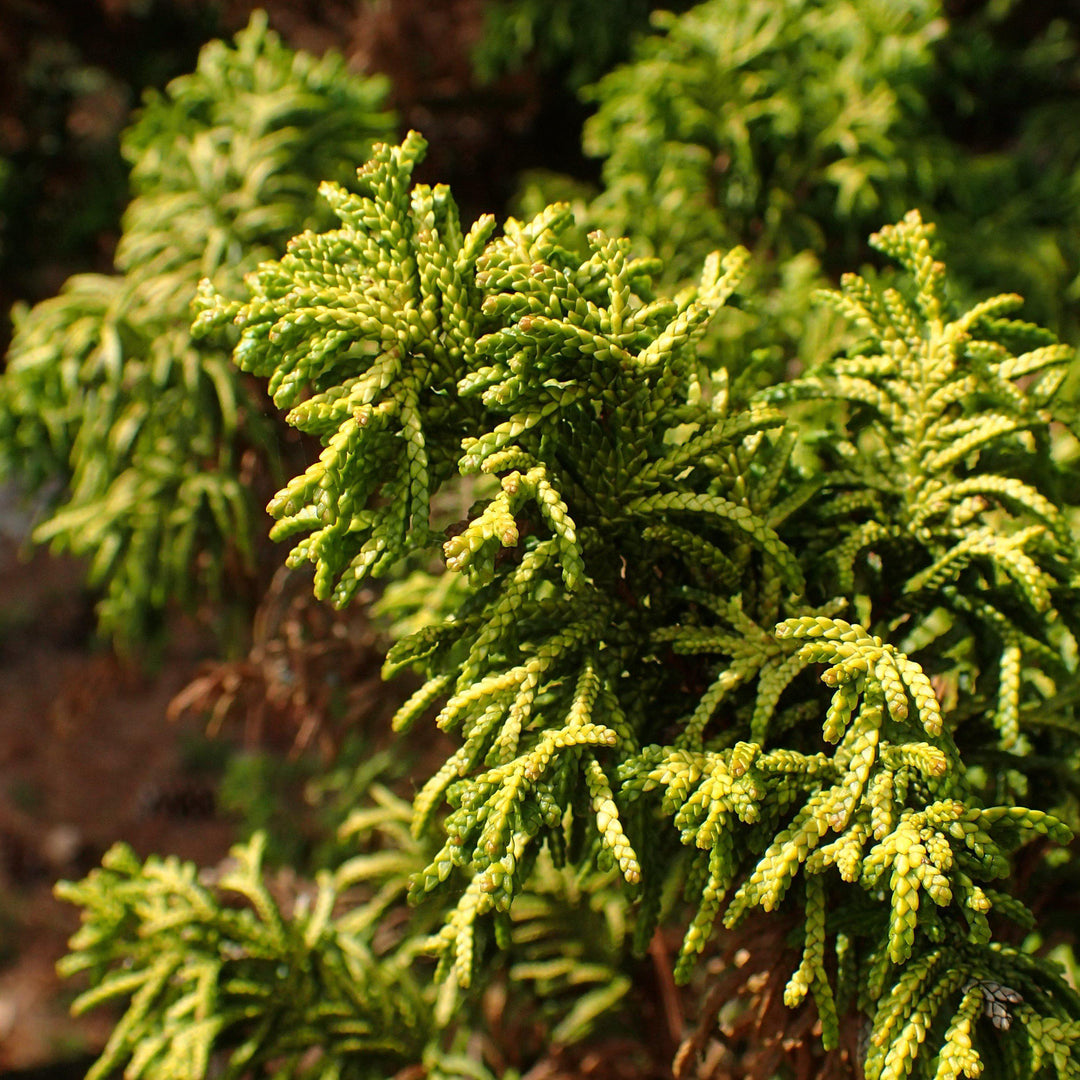 Chamaecyparis obtusa 'Tetragona Aurea' ~ Golden Fernleaf Cypress-ServeScape