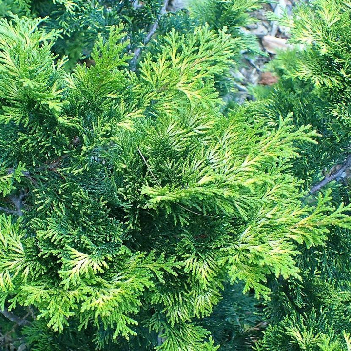 Chamaecyparis obtusa 'Verdonii' ~ Verdonii Hinoki Cypress-ServeScape