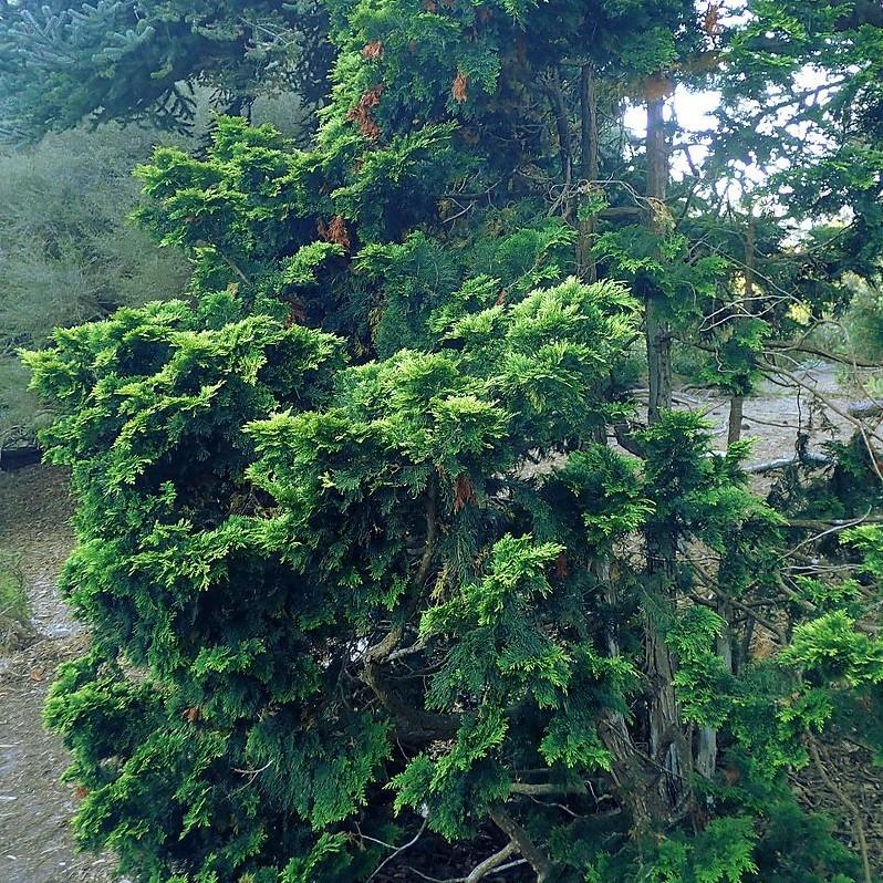 Chamaecyparis obtusa 'Verdonii' ~ Verdonii Hinoki Cypress-ServeScape