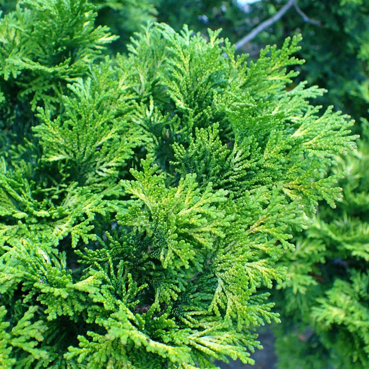 Chamaecyparis obtusa 'Verdonii' ~ Verdonii Hinoki Cypress - Delivered By ServeScape