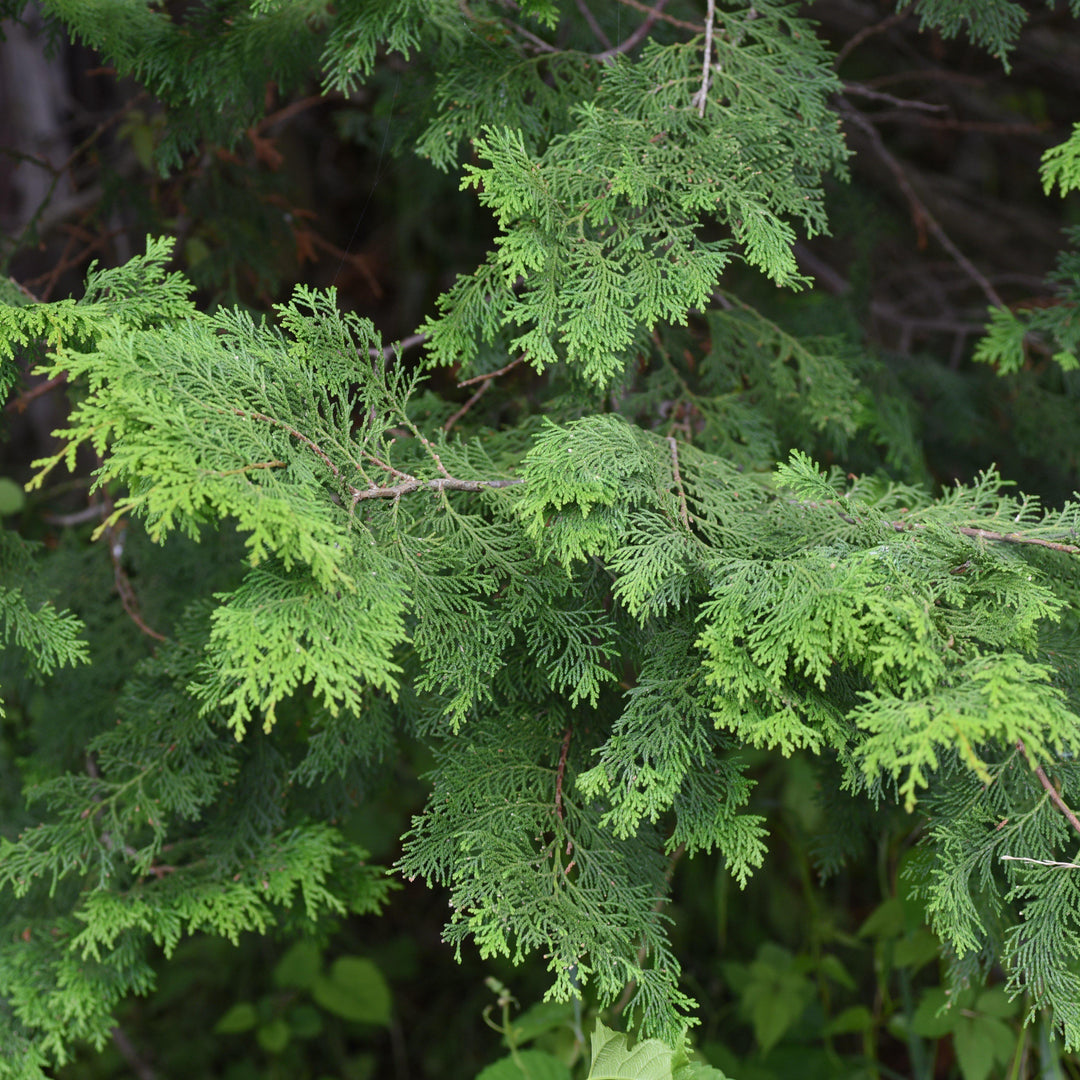 Chamaecyparis obtusa 'Wells Special' ~ Wells Special Hinoki - Delivered By ServeScape