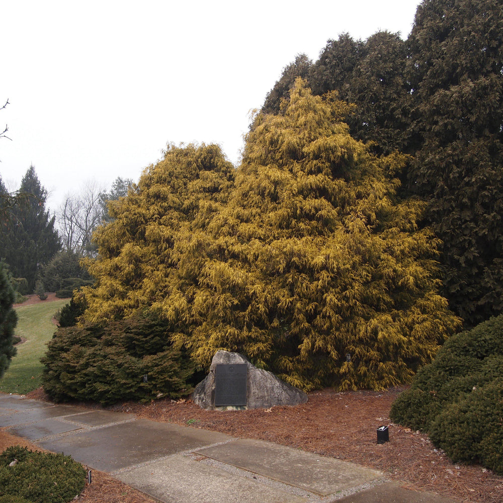 Chamaecyparis pisifera 'Aurea' ~ Golden Sawara Cypress-ServeScape
