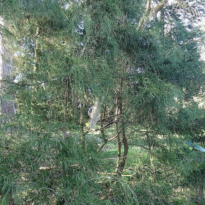Chamaecyparis pisifera ''Filifera' ~ Filifera Threadbranch Cypress-ServeScape