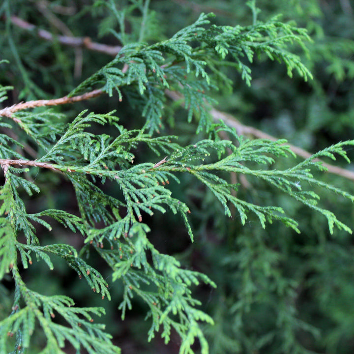 Chamaecyparis pisifera ''Filifera' ~ Filifera Threadbranch Cypress - Delivered By ServeScape