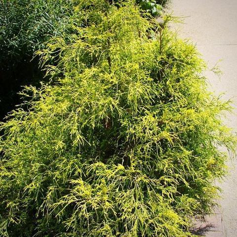 Chamaecyparis pisifera 'Golden Mop' ~ Golden Mop False Cypress - Delivered By ServeScape