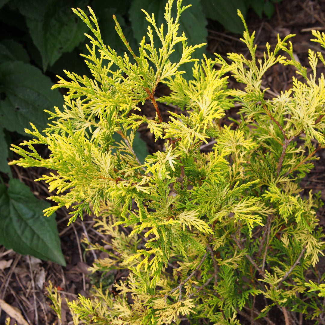 Chamaecyparis pisifera 'Golden Mop' ~ Golden Mop False Cypress-ServeScape