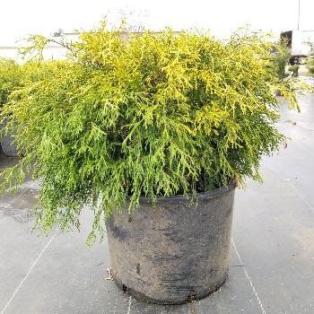 Chamaecyparis pisifera 'Golden Mop' ~ Golden Mop False Cypress-ServeScape