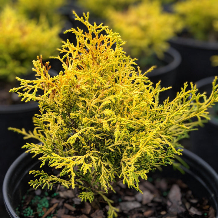 Chamaecyparis pisifera 'King's Gold' ~ King's Gold Falsecypress - Delivered By ServeScape