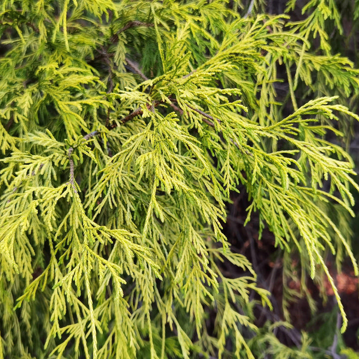 Chamaecyparis pisifera 'Paul's Gold' ~ Paul's Gold Threadbranch Cypress-ServeScape