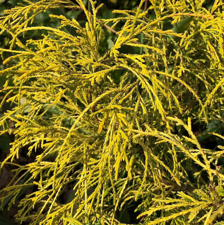 Chamaecyparis pisifera 'Sungold' ~ Sungold Thread-Branch Cypress-ServeScape