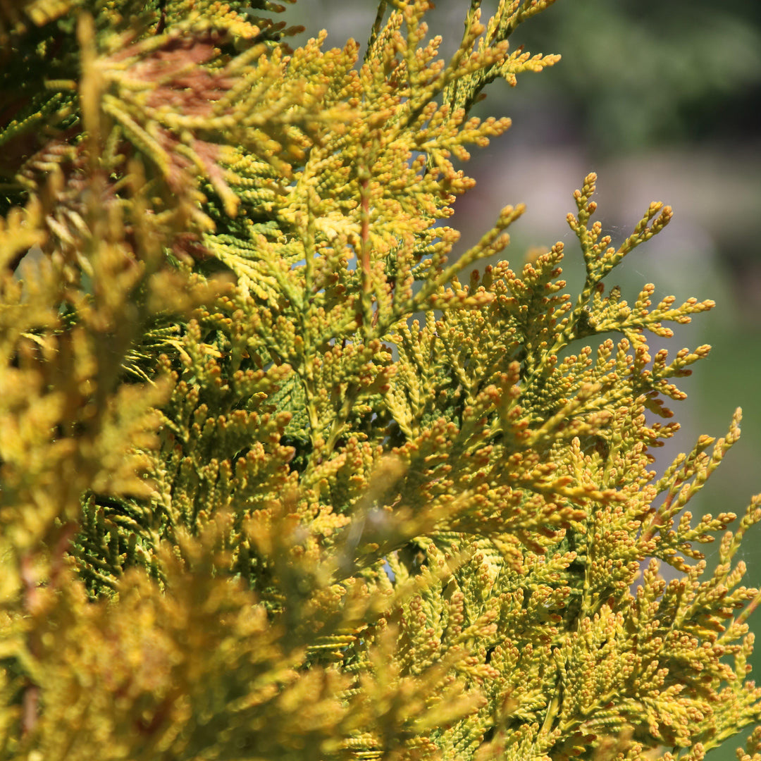 Chamaecyparis pisifera 'Vintage Gold' ~ Vintage Gold Threadbranch Cypress-ServeScape