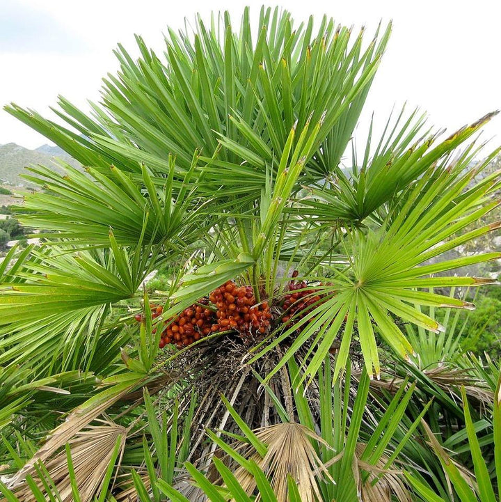 Chamaerops humilis ~ European Fan Palm-ServeScape
