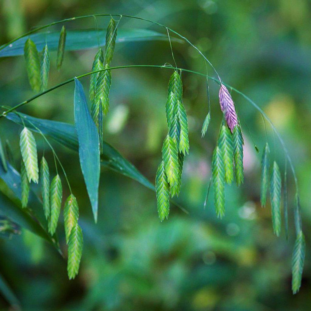 Chasmanthium latifolium ~ River Oats, Inland Sea Oats - Delivered By ServeScape