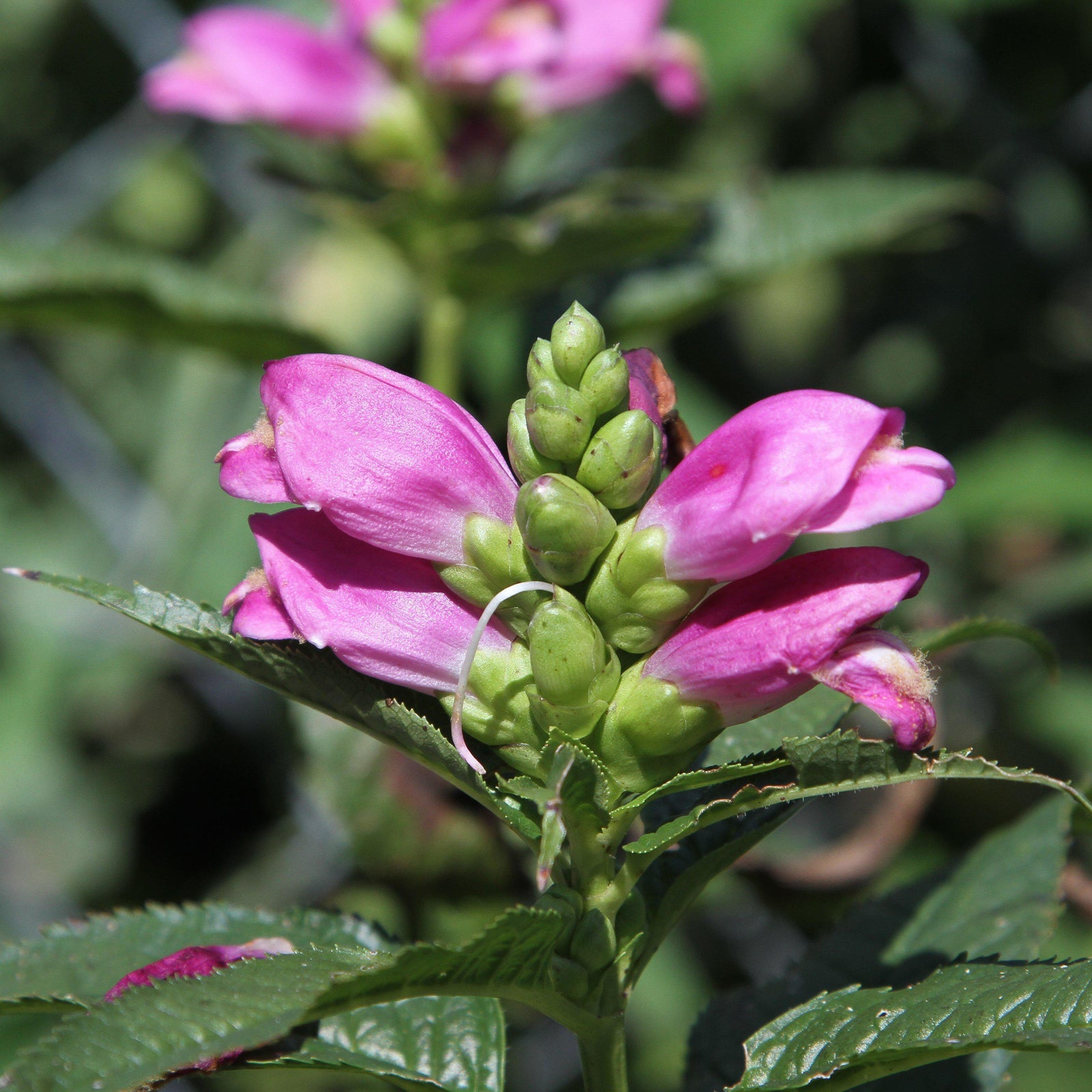 Chelone lyonii 'Hot Lips' ~ Hot Lips Turtlehead - Delivered By ServeScape