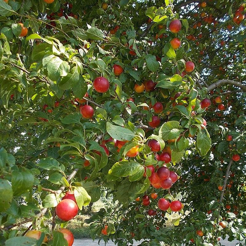 Prunus salicina 'Allred' ~ All Red Plum-ServeScape