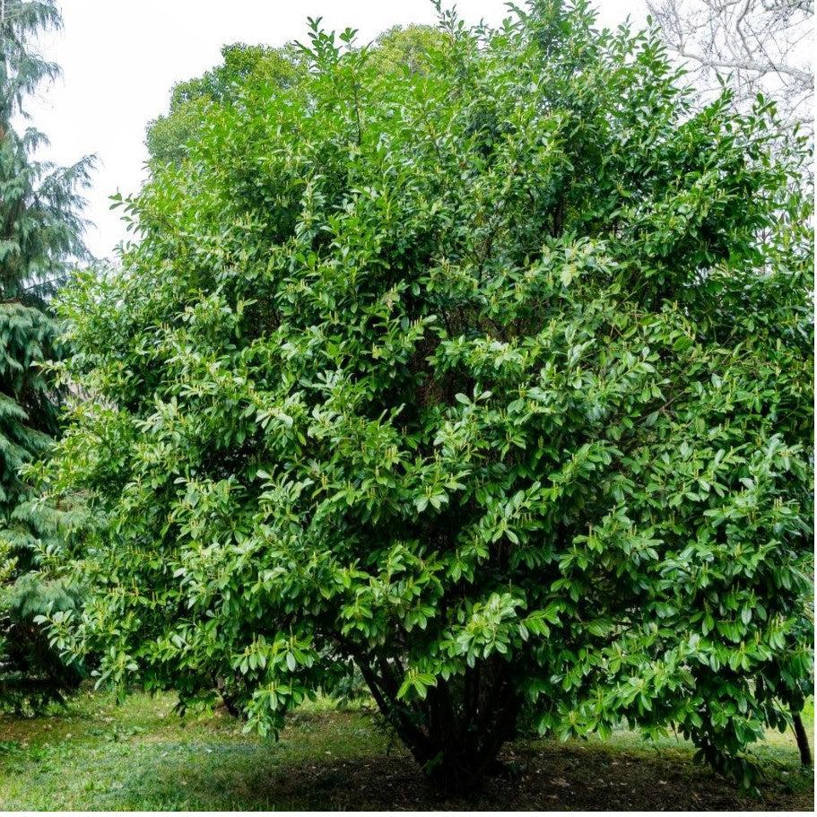 Prunus laurocerasus ~ Cherry Laurel-ServeScape