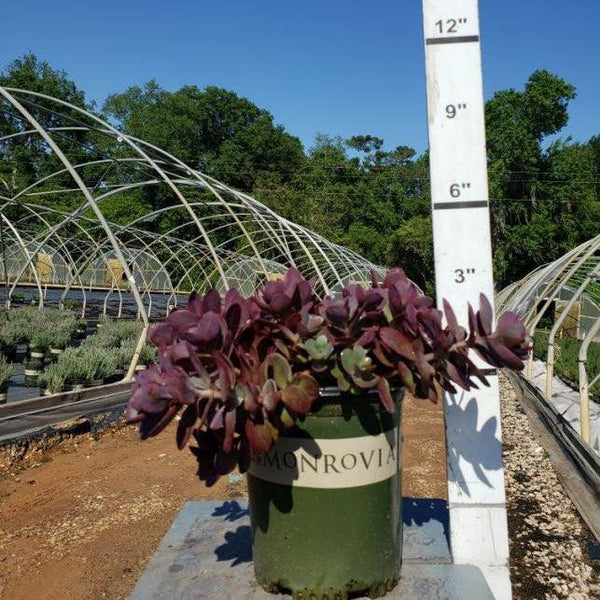 cherry tart succulent SunSparkler® Cherry Tart Sedum