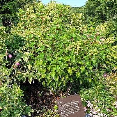 Hydrangea paniculata 'Renhy'~ First Editions® Vanilla Strawberry™ Hydrangea-ServeScape