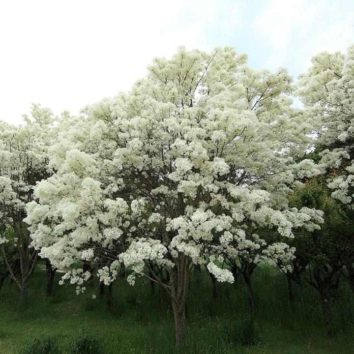 Chionanthus retusus 'China Snow' ~ China Snow Fringe Tree-ServeScape