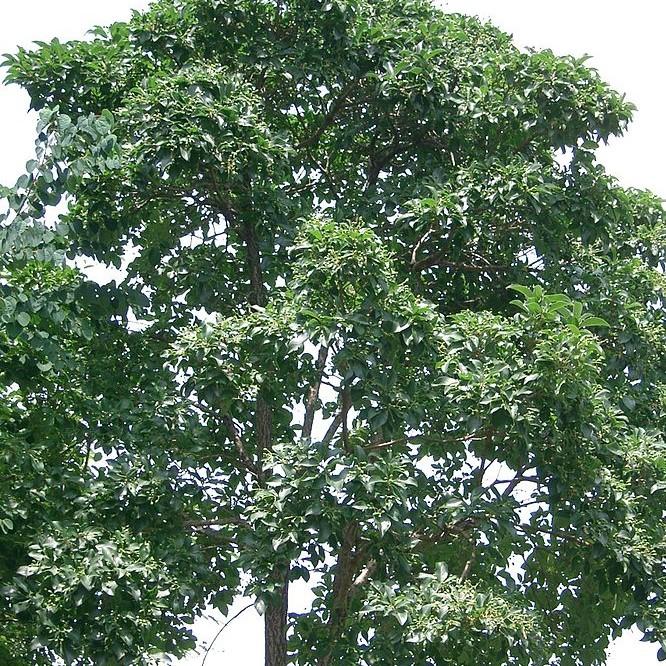 Chionanthus retusus ~ Chinese Fringe Tree-ServeScape