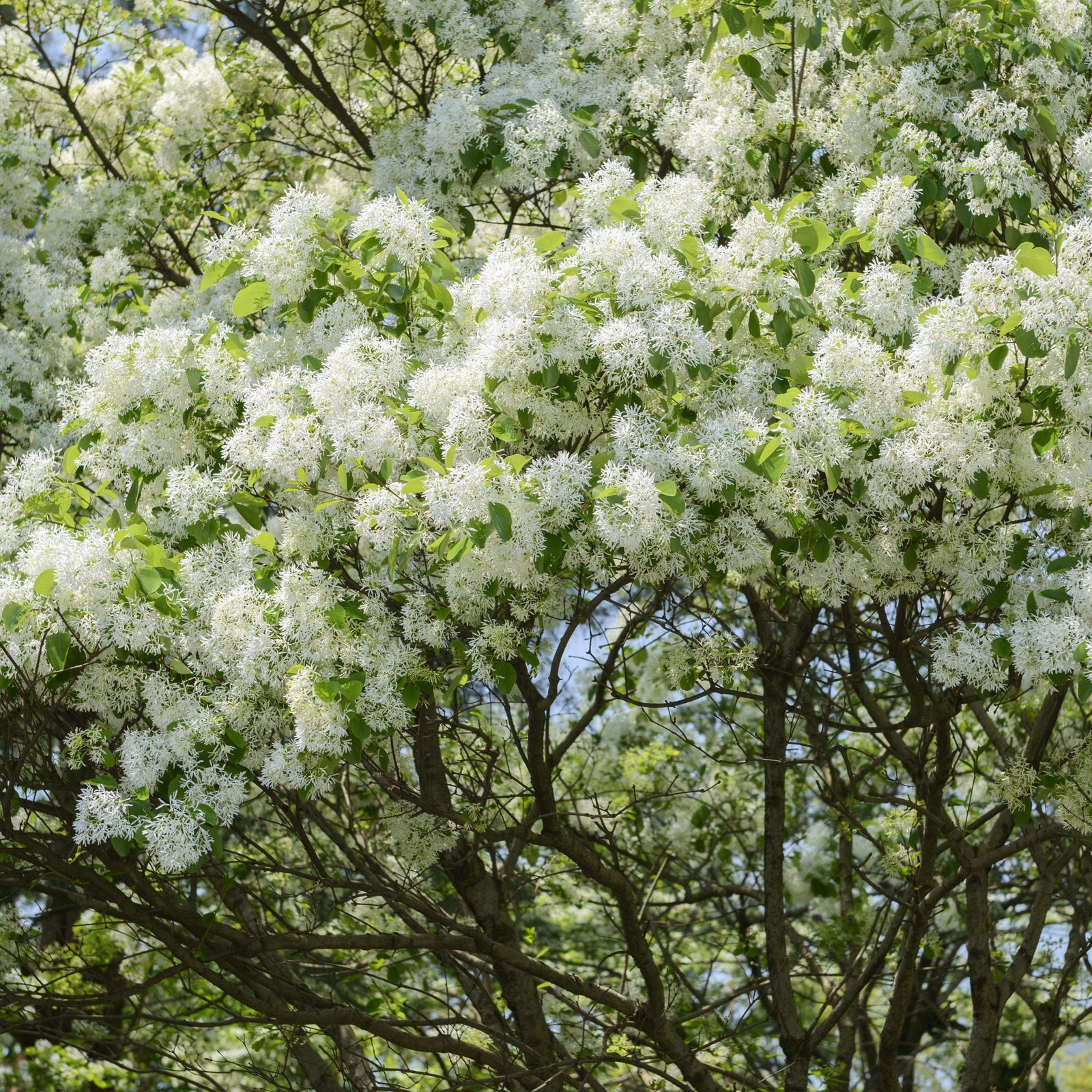 Chionanthus retusus ~ Chinese Fringe Tree - Delivered By ServeScape