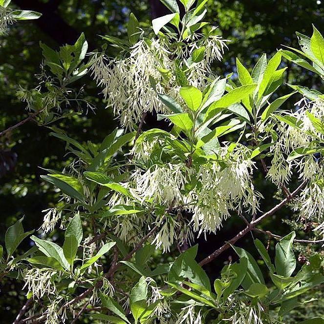 Chionanthus virginicus 'Grancy Gray-beard' ~ Grancy Gray-beard Fringetree - Delivered By ServeScape