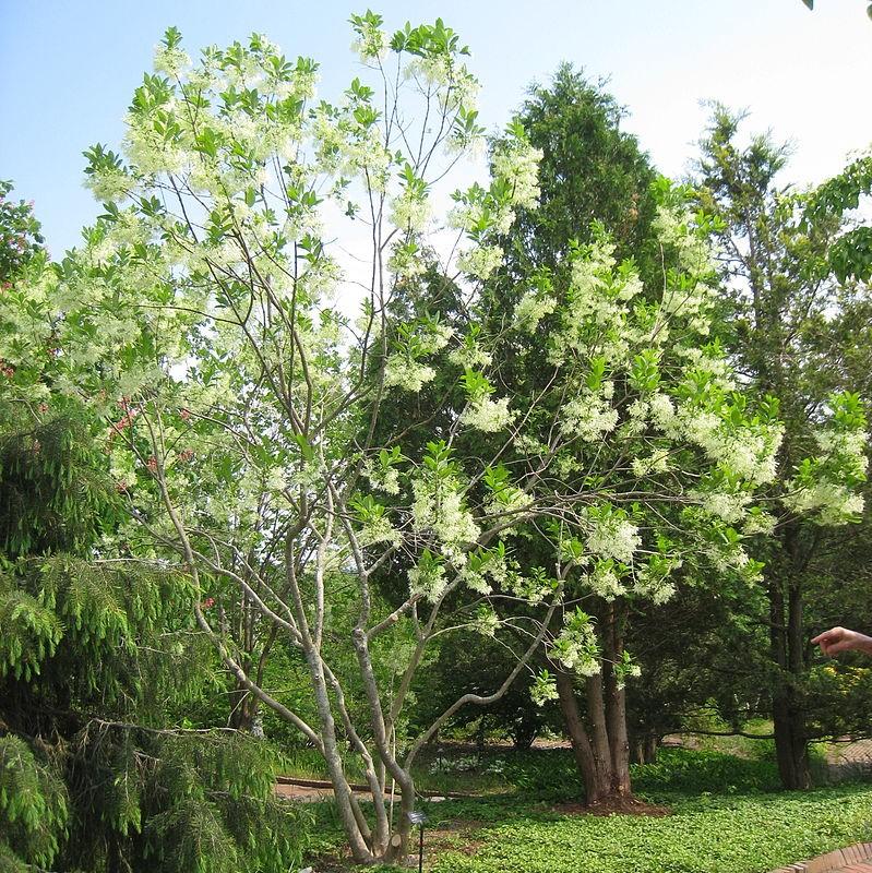Chionanthus virginicus ~ White Fringe Tree-ServeScape