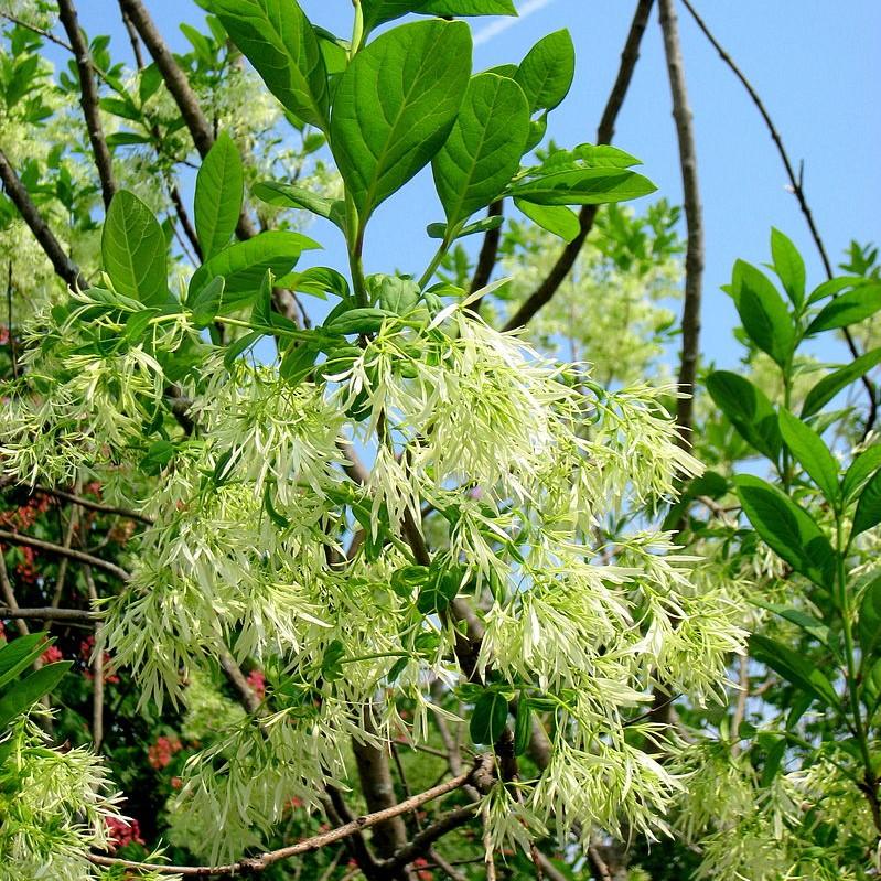 Chionanthus virginicus ~ White Fringe Tree-ServeScape