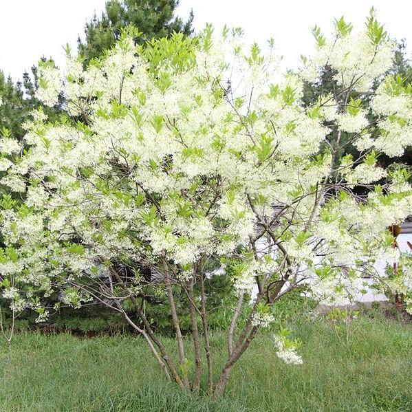 Chionanthus virginicus ~ White Fringe Tree - Delivered By ServeScape