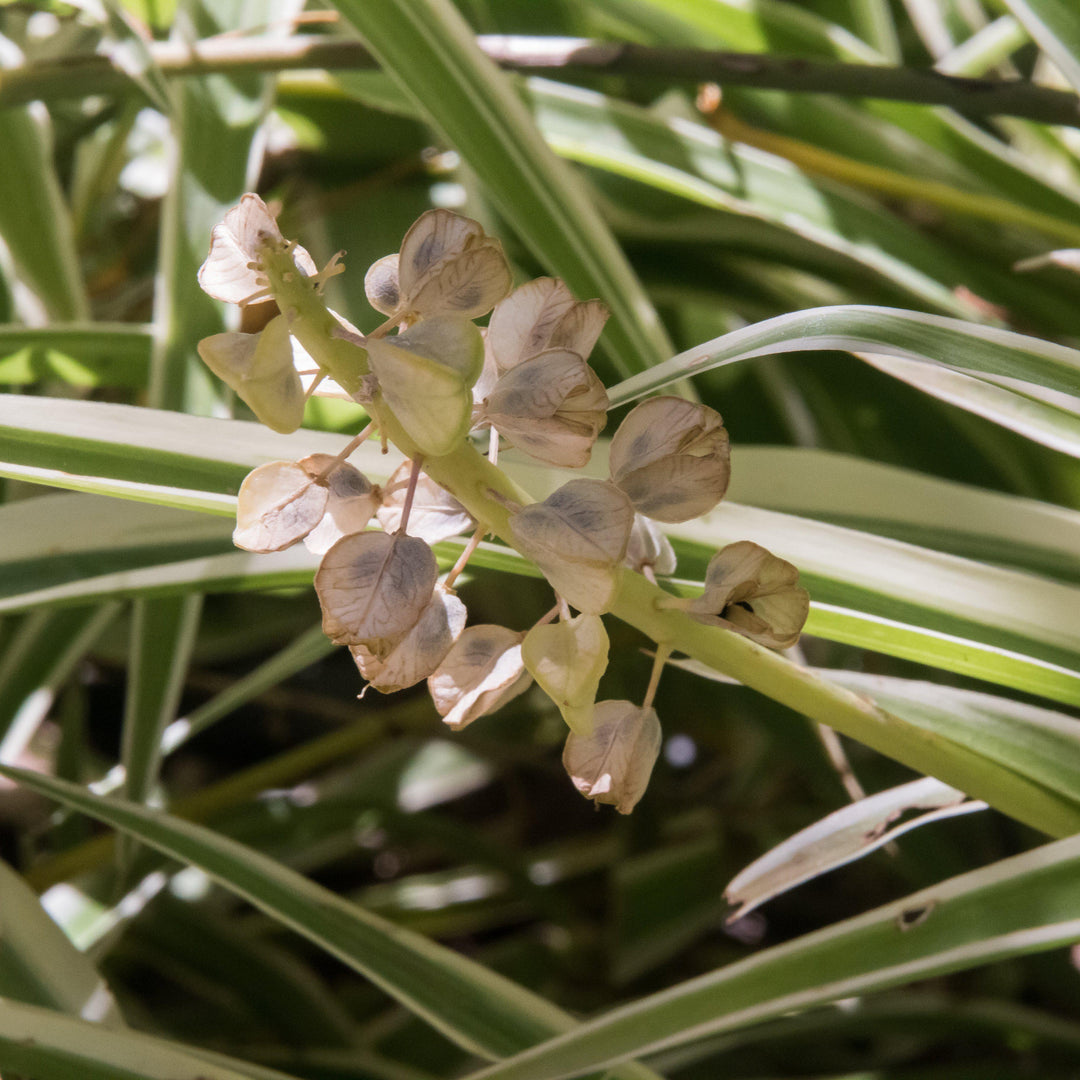 Chlorophytum comosum~ Spider Plant-ServeScape