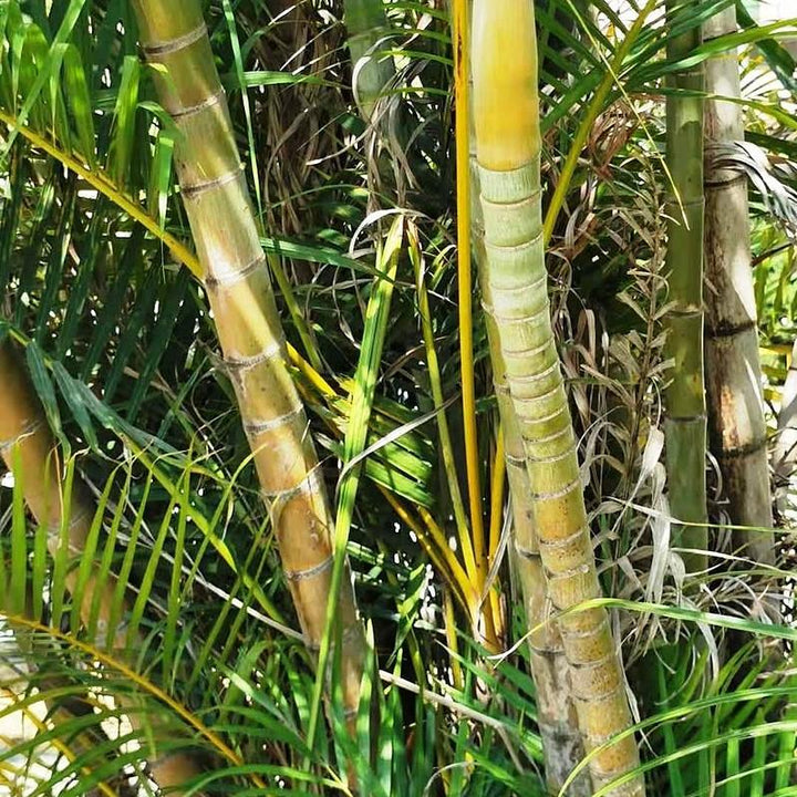 Chrysalidocarpus lutescens ~ Areca Palm-ServeScape