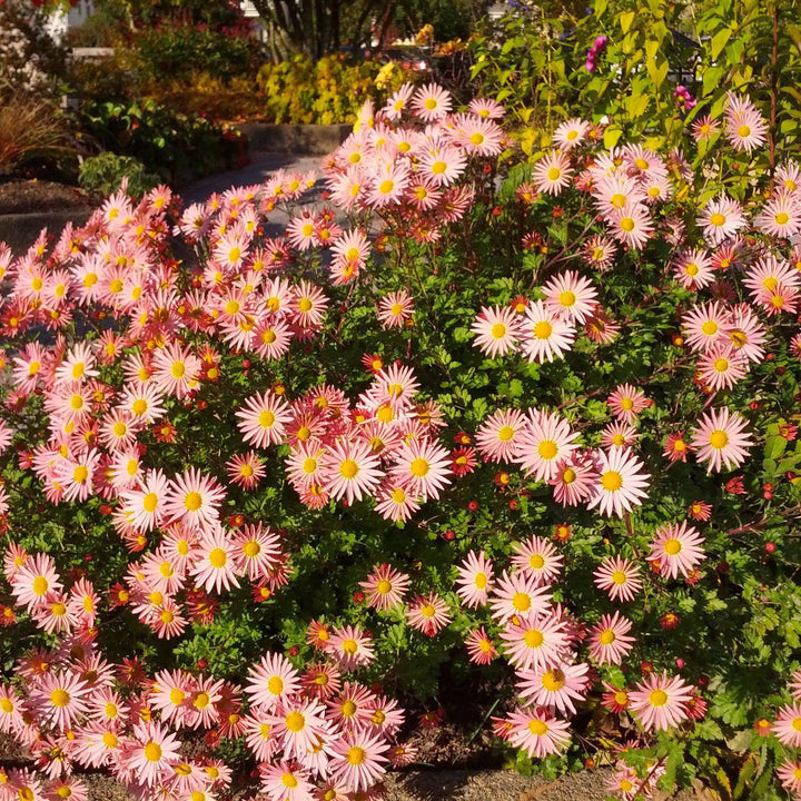 Chrysanthemum 'Apricot' ~ Apricot Fall Daisy Mum