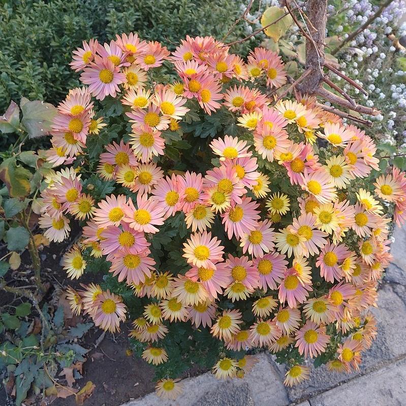 Chrysanthemum 'Pink Lemonade' ~ Pink Lemondae Chrysanthemum-ServeScape