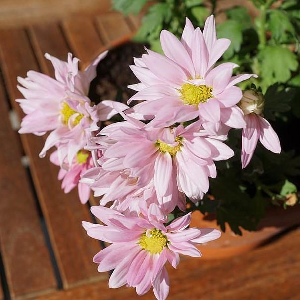 Chrysanthemum, Pink ~ Pink Fall Daisy Mum
