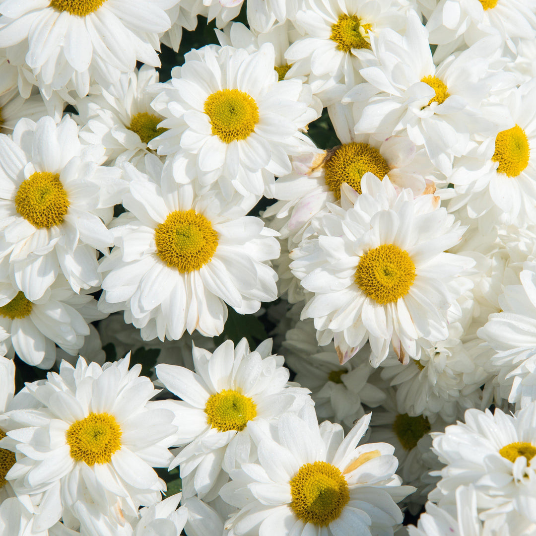 Chrysanthemum White Daisy Mum ~ Fall White Daisy Mum