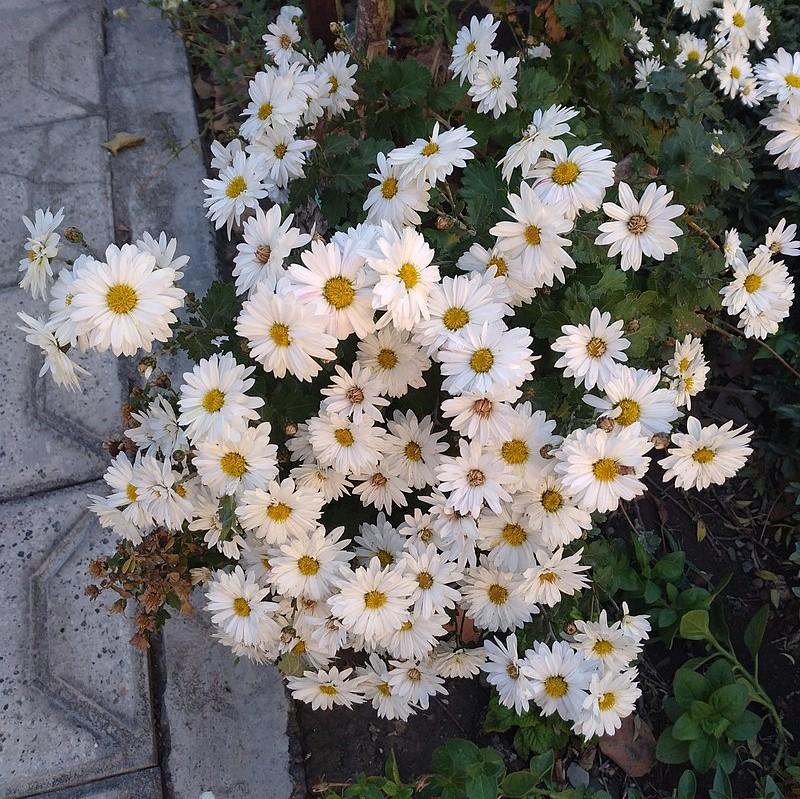 Chrysanthemum White Daisy Mum ~ Fall White Daisy Mum