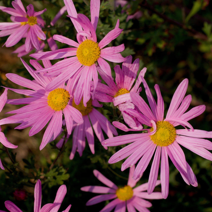 Chrysanthemum x rubellum 'Clara Curtis' ~ Clara Curtis Fall Daisy Mum, Chrysanthemum-ServeScape