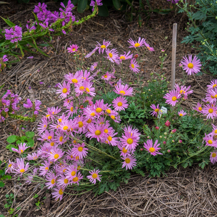 Chrysanthemum x rubellum 'Clara Curtis' ~ Clara Curtis Fall Daisy Mum, Chrysanthemum-ServeScape