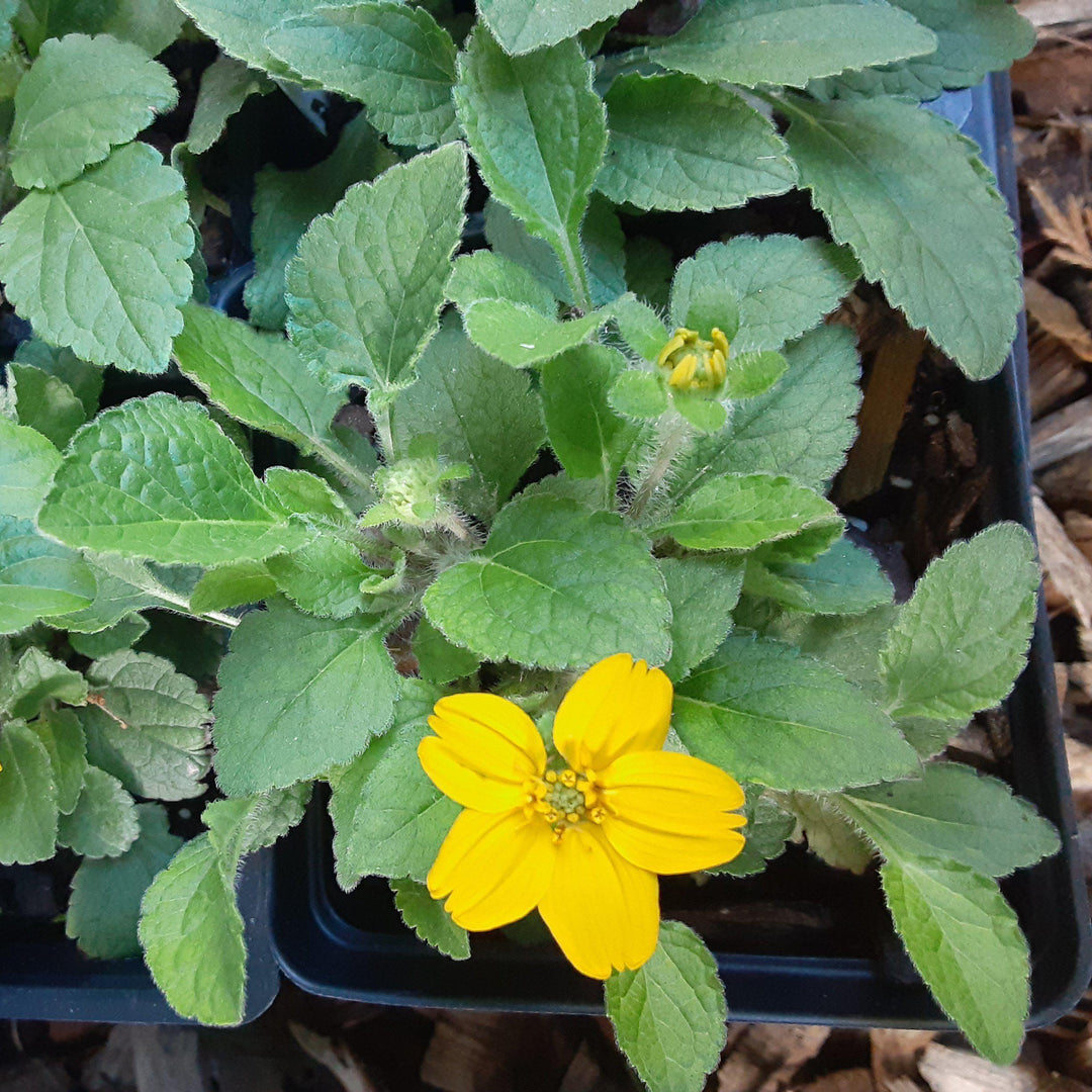 Chrysogonum virginianum 'Allen Bush' ~ Allen Bush Green and Gold-ServeScape